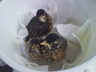 3 little victims of an illegal nest removal, these fledgling American Robins are a few weeks away from release back into the wild