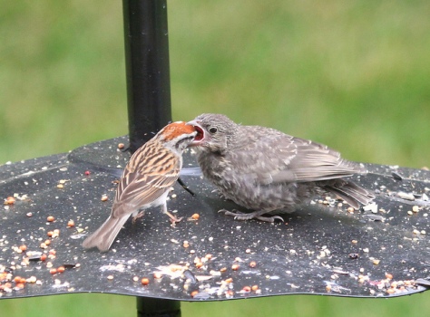 A juvenile Brown-headed Cowbird being fed by its foster parent, a Chipping Sparrow, in Baltimore Co., Maryland (6/5/2011). Photo by Jon Corcoran (http://www.flickr.com/photos/thrasher72/).