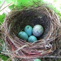 Cowbirds are known to parasitize over 100 different species, so their eggs seldom match those they are laid with.
