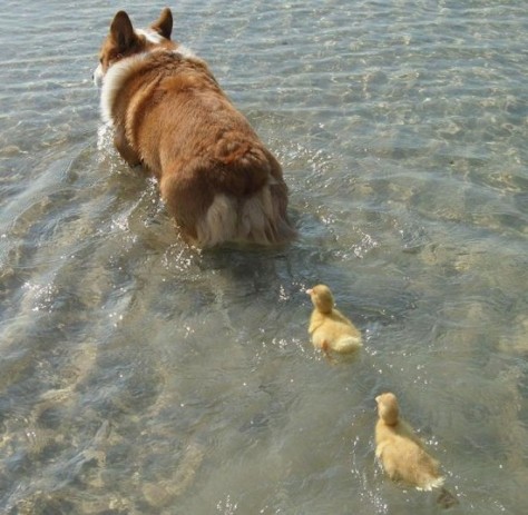Though barely related, I had to include this image of 2 ducklings imprinted to a Corgi
